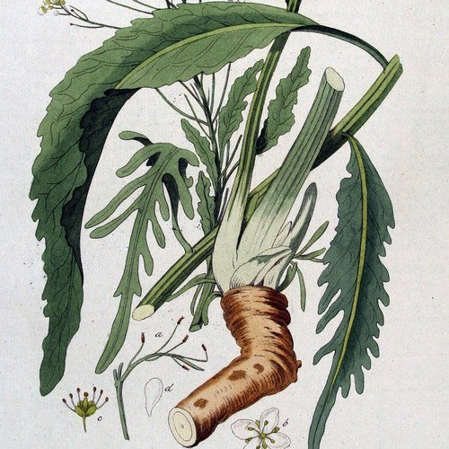 Mierikswortel