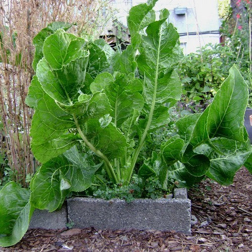 Mierikswortel
