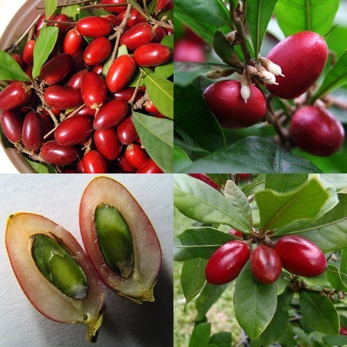 Mirakelbes