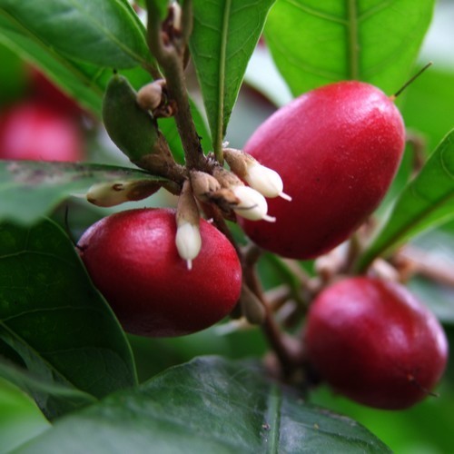 Mirakelbes
