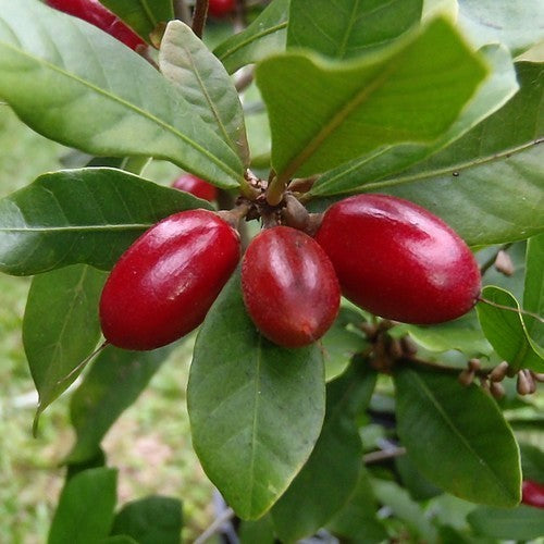 Mirakelbes
