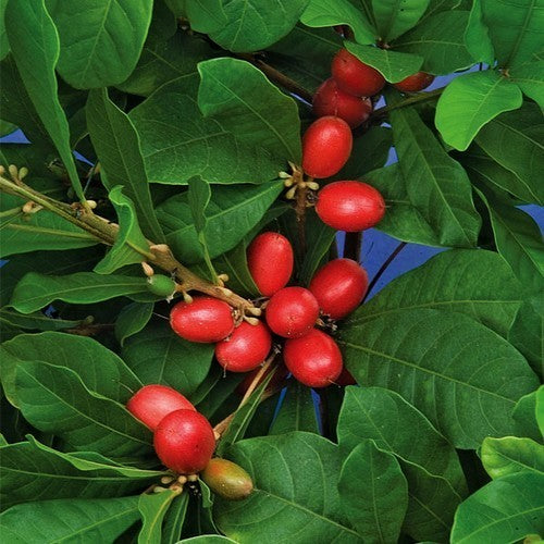 Mirakelbes