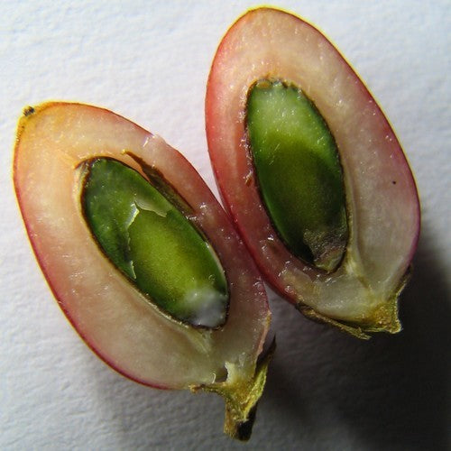 Mirakelbes