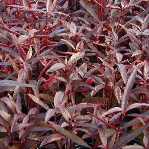 Mukuna wenna 'Purple Threadleaf'