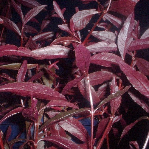 Mukuna wenna 'Purple Threadleaf'
