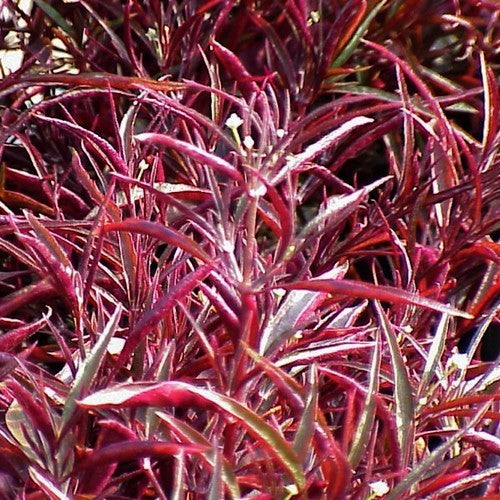 Mukuna wenna 'Purple Threadleaf'
