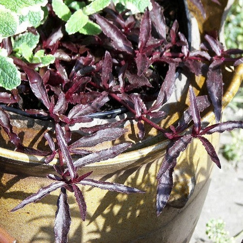 Mukuna wenna 'Purple Threadleaf'