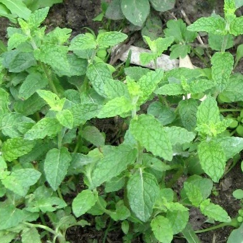 Mint, Strawberry 'Strawberry'