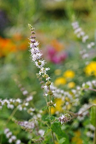 Mint, Strawberry 'Strawberry'