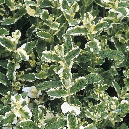 Munt, Ananas 'Variegata'