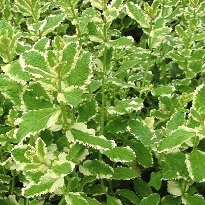Munt, Ananas 'Variegata'