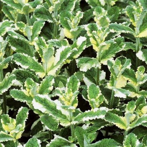 Munt, Ananas 'Variegata'