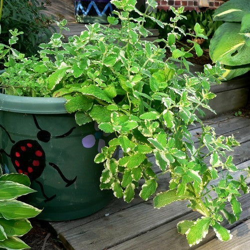 Munt, Ananas 'Variegata'