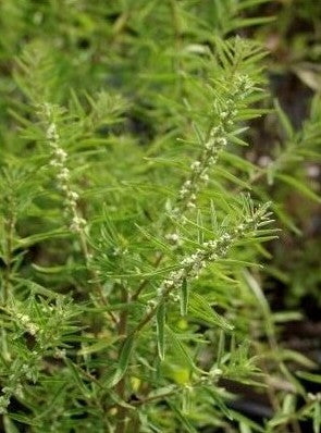 Argentine Lemon Verbena