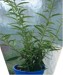 Argentine Lemon Verbena