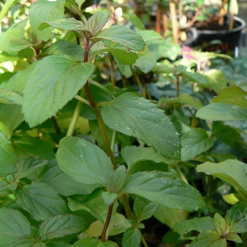 Munt, Basilicum 'Basil'