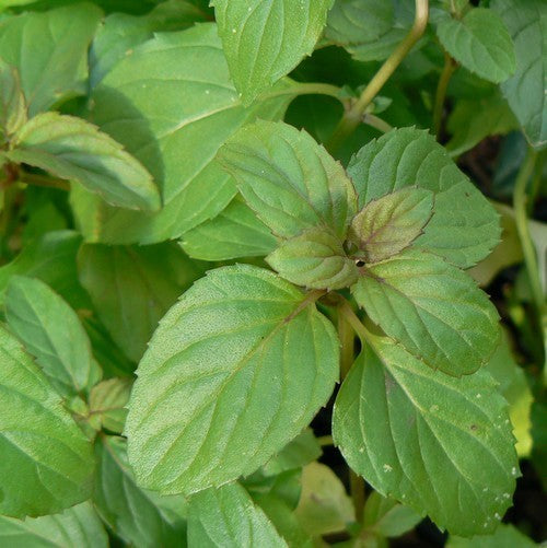 Munt, Basilicum 'Basil'