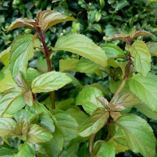 Munt, Basilicum 'Basil'