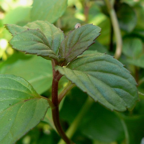 Munt, Basilicum 'Basil'