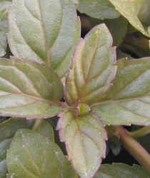 Munt, Chocolade 'Chocolate'