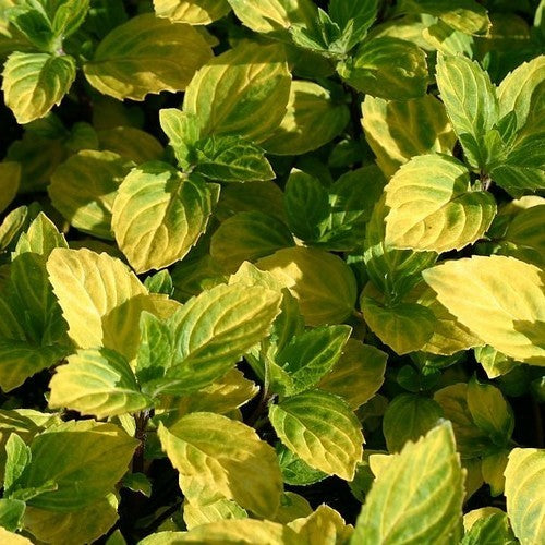 Munt, Edel 'Variegata'