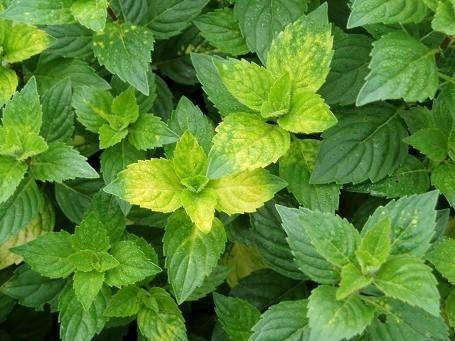 Munt, Gember 'Ginger Variegata'