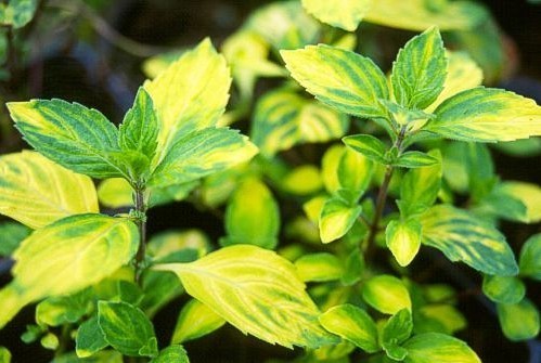 Munt, Gember 'Ginger Variegata'