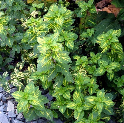 Munt, Gember 'Ginger Variegata'