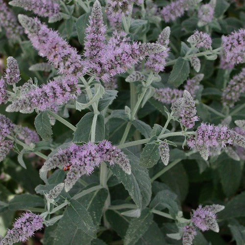 Munt, Herts 'Silver Form'