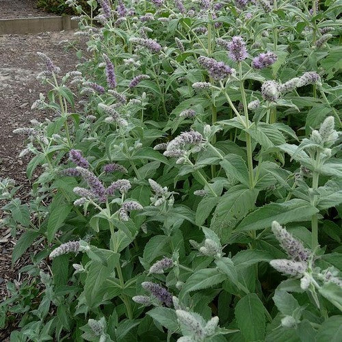 Munt, Herts 'Silver Form'