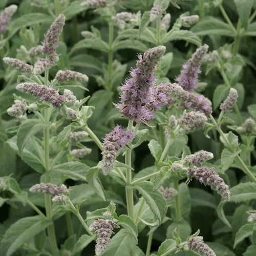 Munt, Herts 'Silver Form'