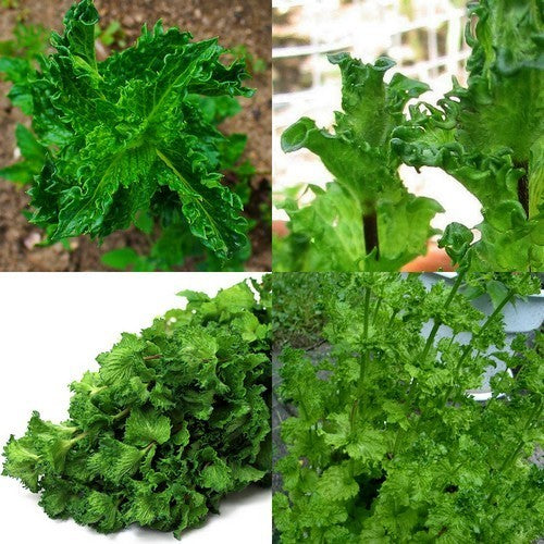Kruizemunt, Gekroesd 'Curly'