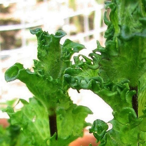 Kruizemunt, Gekroesd 'Curly'