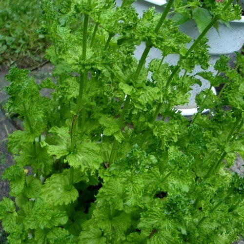 Kruizemunt, Gekroesd 'Curly'