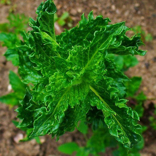Kruizemunt, Gekroesd 'Curly'