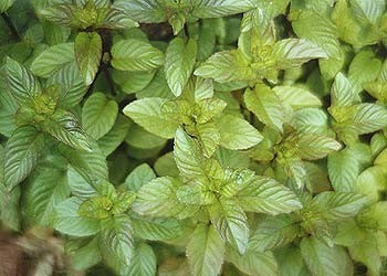 Munt, Sinaasappel 'Orange'