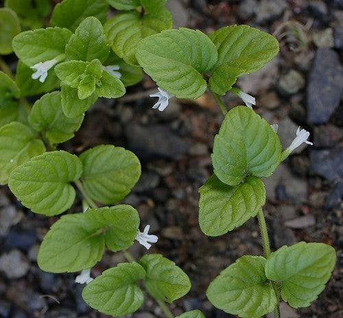 Munt, Spaanse 'Yerba Buena'