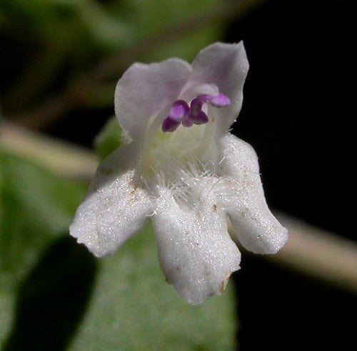 Munt, Spaanse 'Yerba Buena'