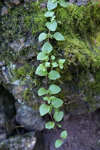 Munt, Spaanse 'Yerba Buena'