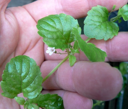 Munt, Spaanse 'Yerba Buena'