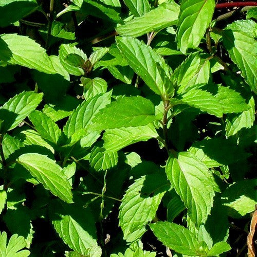 Munt, Zwitserse 'Swiss'
