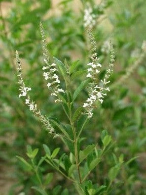 Muntverbena