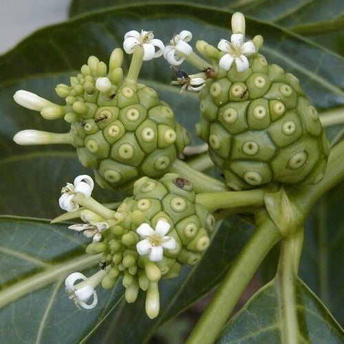 NONI