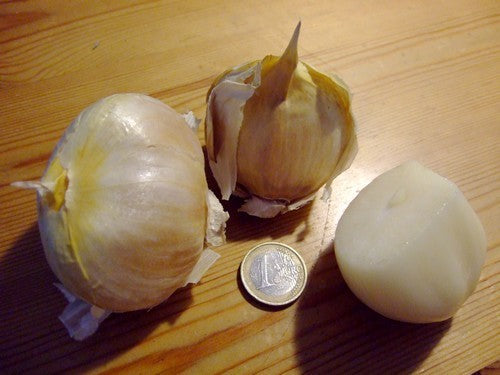 Oerprei
