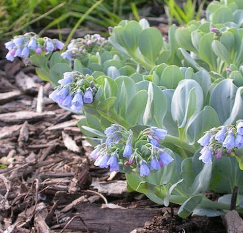 Oesterblad
