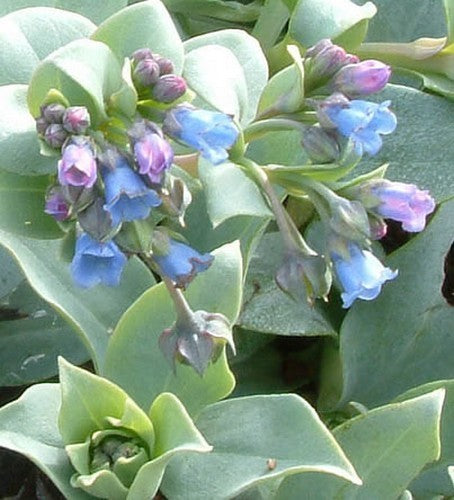 Oesterblad