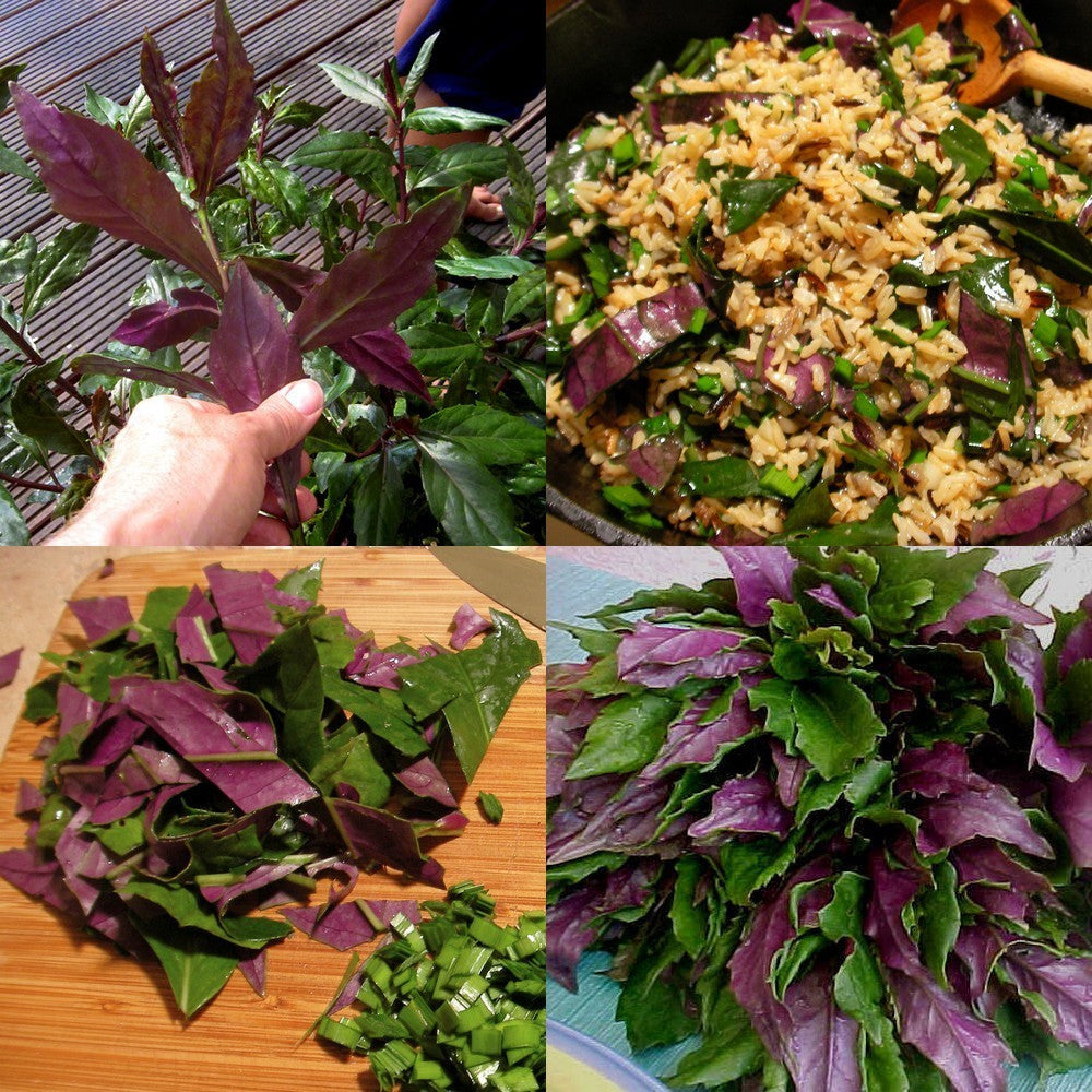 Okinawa Spinazie