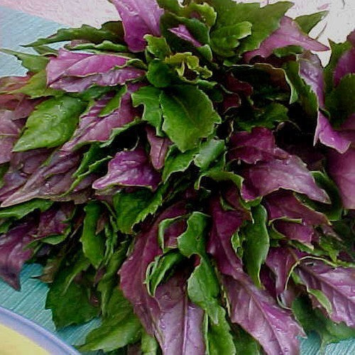 Okinawa Spinazie