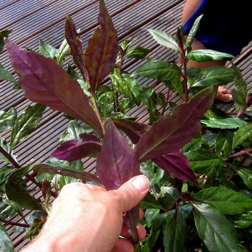 Okinawa Spinazie