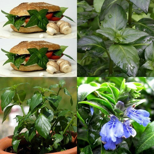Paddenstoelplant